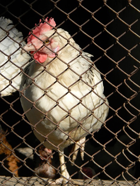 那就是德国 那就是德国